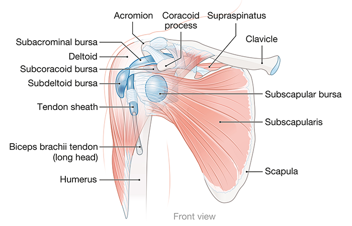 shoulder anatomy